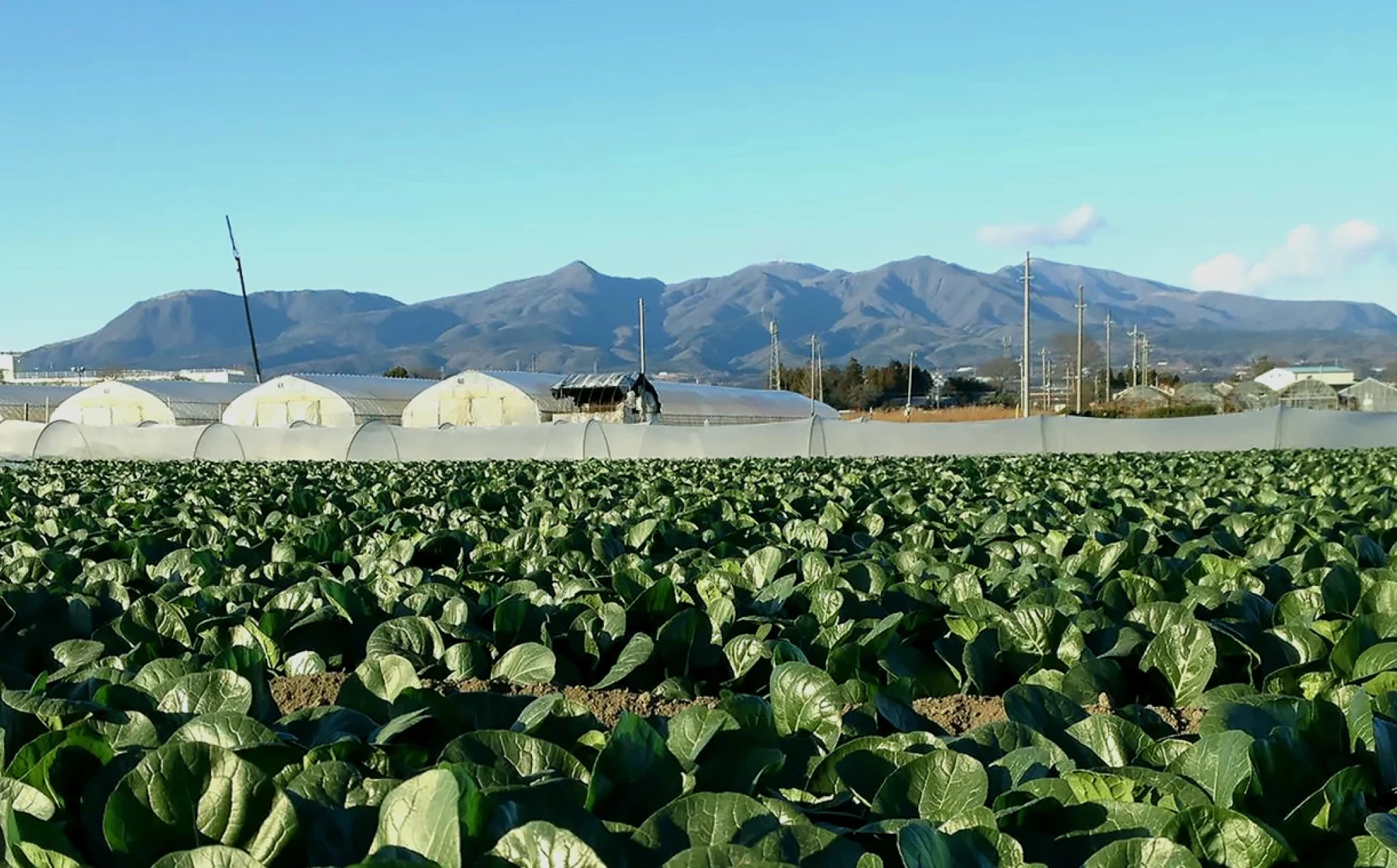 Prema Organic Farm